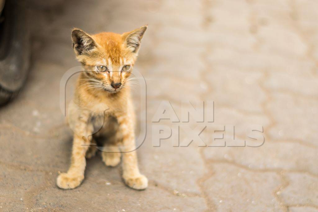 Small cute stray ginger kitten on street in Mumbai