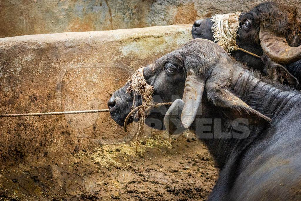 Indian buffaloes used for milk in urban dairy farm tied up in dirty conditions in city in Maharashtra in India, 2017