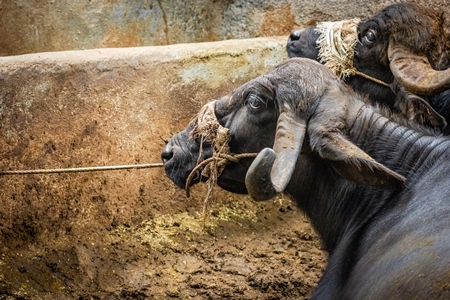 Indian buffaloes used for milk in urban dairy farm tied up in dirty conditions in city in Maharashtra in India, 2017