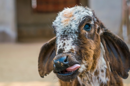 Small cute brown calf with tongue out in street in city of Bikaner