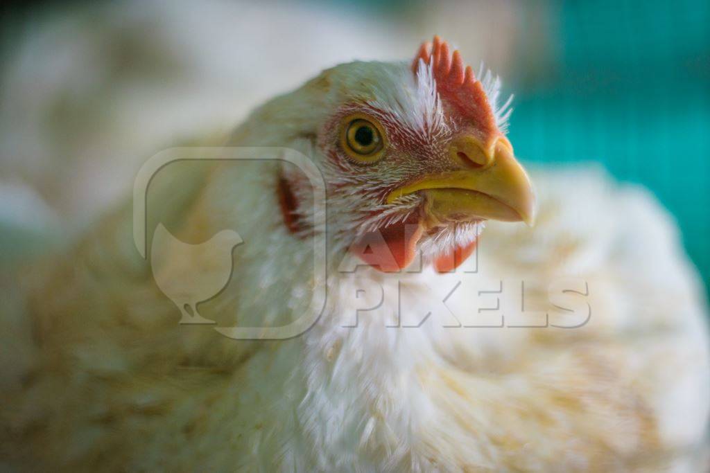 Broiler chickens packed into a cage at a chicken shop