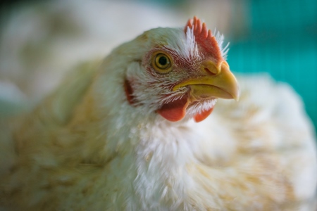 Broiler chickens packed into a cage at a chicken shop