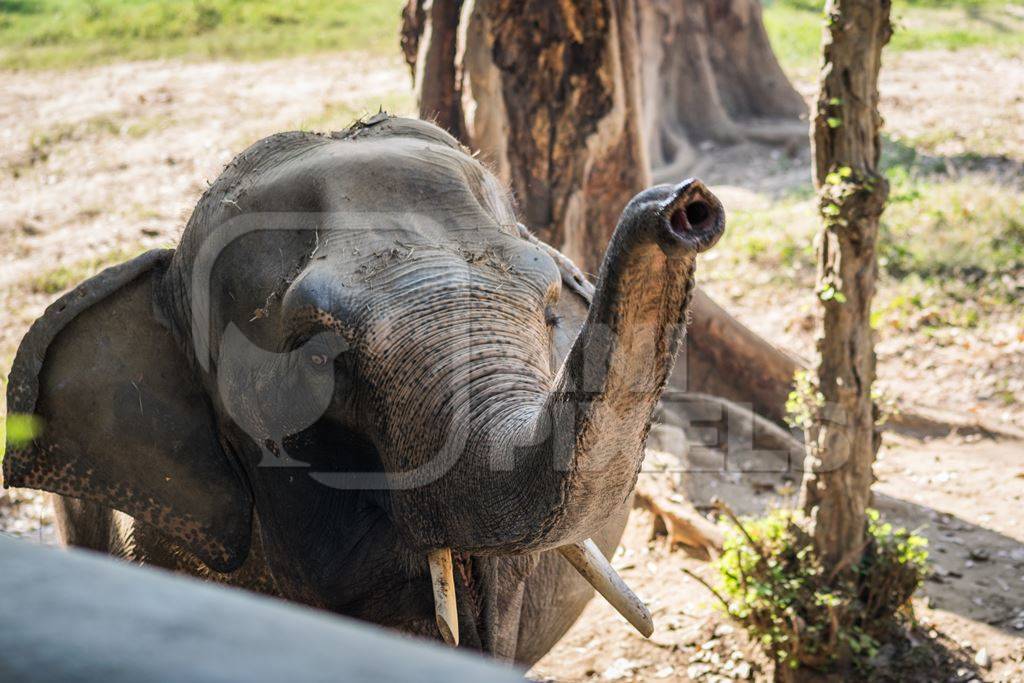 Captive Indian elephant in an enclosure in captivity in a zoo in Patna