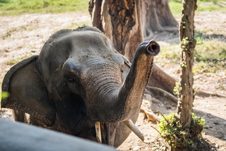 Captive Indian elephant in an enclosure in captivity in a zoo in Patna