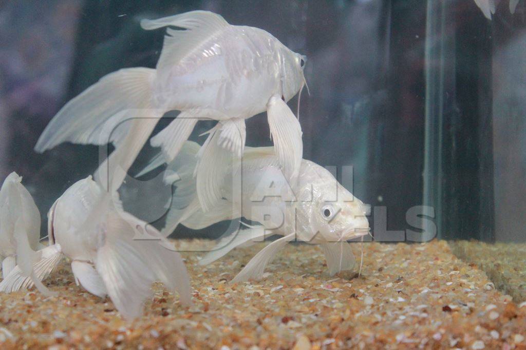 White goldfish fishes kepts as pets in captivity in tank or aquarium