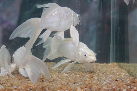 White goldfish fishes kepts as pets in captivity in tank or aquarium