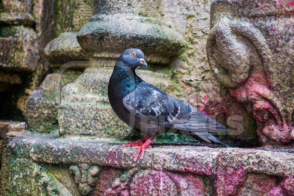 Pigeon saved from religious sacrifice at Kamakhya temple in Guwahati in Assam