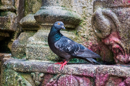 Pigeon saved from religious sacrifice at Kamakhya temple in Guwahati in Assam