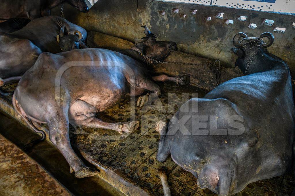 Indian buffaloes lying in dirty and unhygienic conditions while chained up on an urban dairy farm or tabela, Aarey milk colony, Mumbai, India, 2023