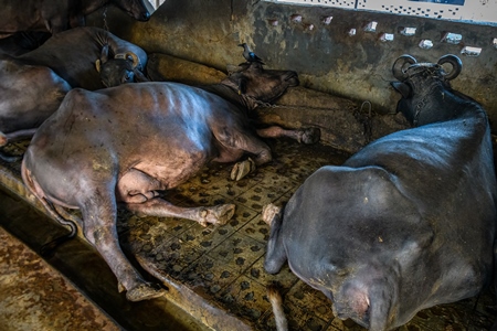 Indian buffaloes lying in dirty and unhygienic conditions while chained up on an urban dairy farm or tabela, Aarey milk colony, Mumbai, India, 2023