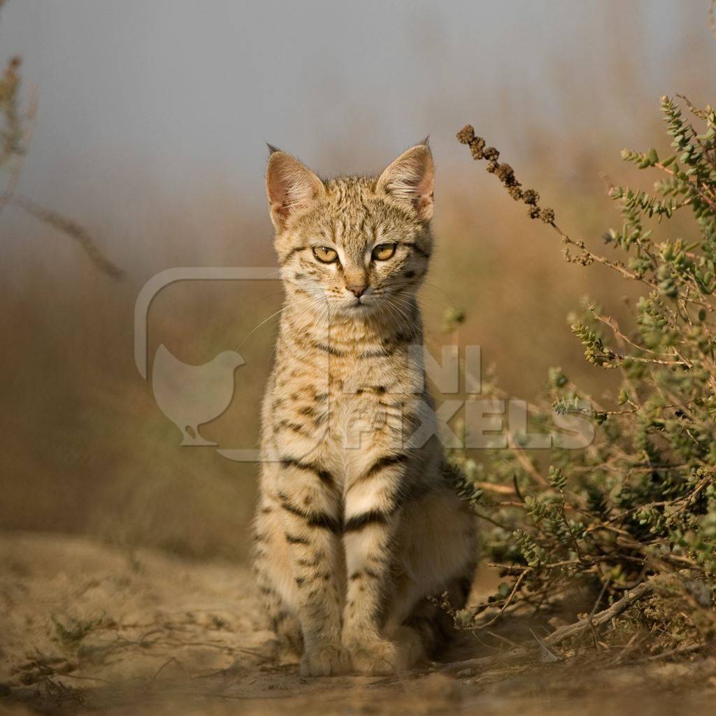 Indian desert cat sits looking at camera