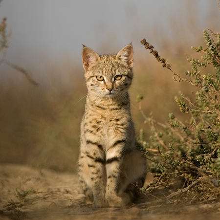 Indian desert cat sits looking at camera