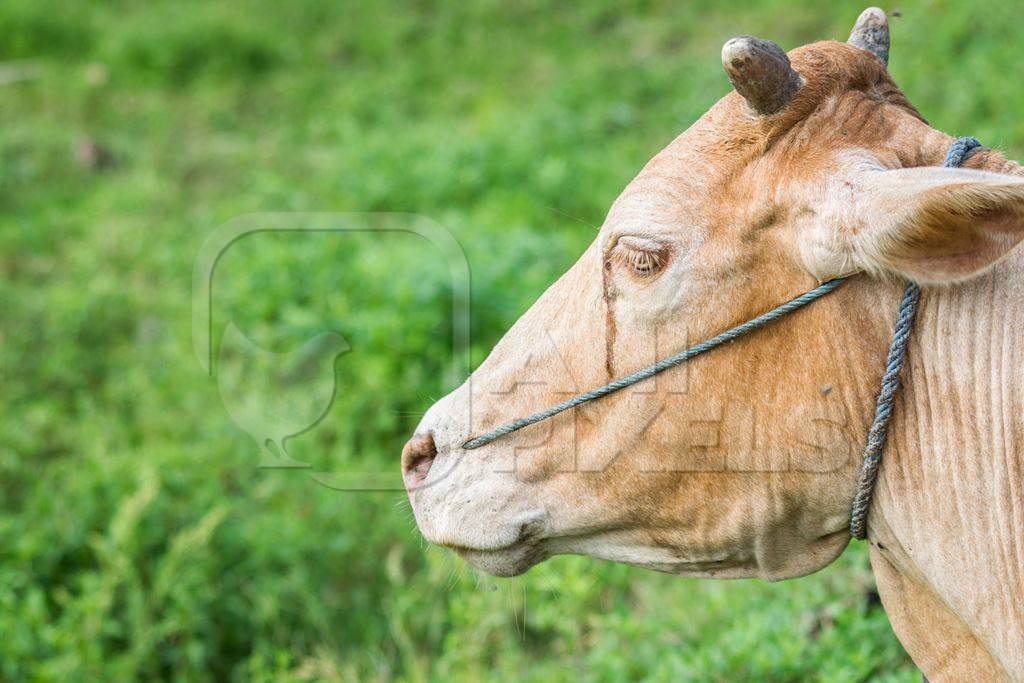 Brown working cow or bullock crying with nose rope and green grass background in rural field in countryside in Assam