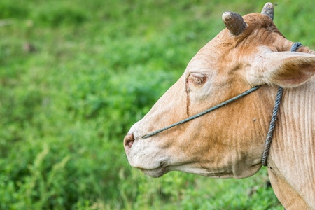 Brown working cow or bullock crying with nose rope and green grass background in rural field in countryside in Assam