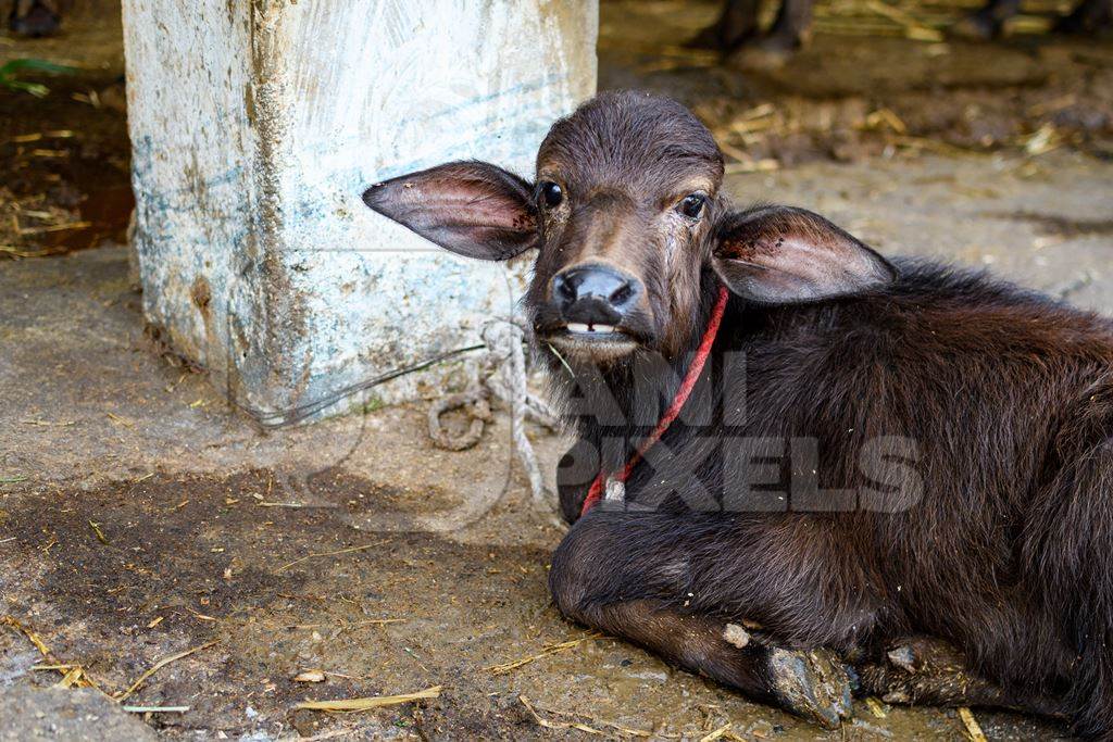 Indian buffalo calf tied up on an urban dairy farm or tabela, Aarey milk colony, Mumbai, India, 2023