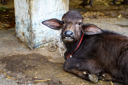 Indian buffalo calf tied up on an urban dairy farm or tabela, Aarey milk colony, Mumbai, India, 2023