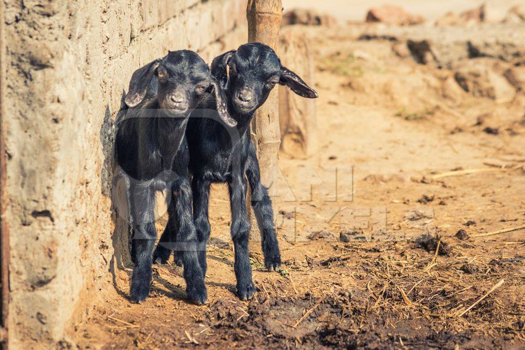 Two small black baby goats in a village in rural Bihar