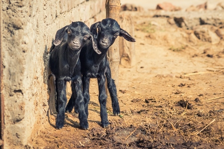 Two small black baby goats in a village in rural Bihar