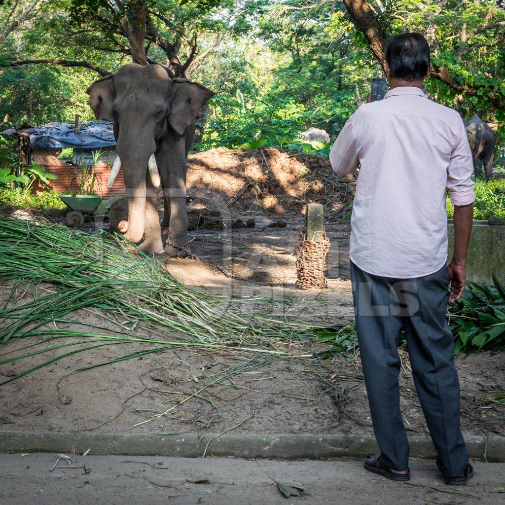 Man with mobile phone taking photos of captive elephant in chains at an elephant camp in Guruvayur in Kerala to be used for temples and religious festivals