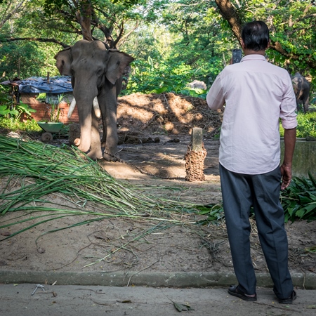 Man with mobile phone taking photos of captive elephant in chains at an elephant camp in Guruvayur in Kerala to be used for temples and religious festivals