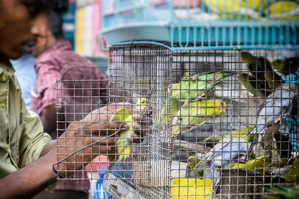 Man removing yellow and green cockatiel or budgerigar from cage at Crawford pet market