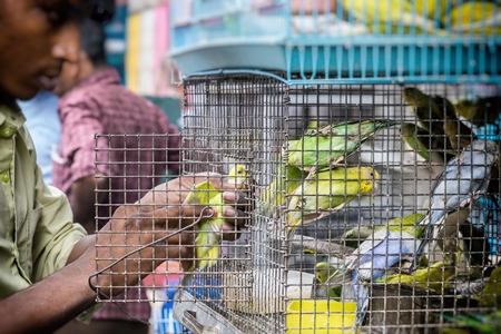 Man removing yellow and green cockatiel or budgerigar from cage at Crawford pet market