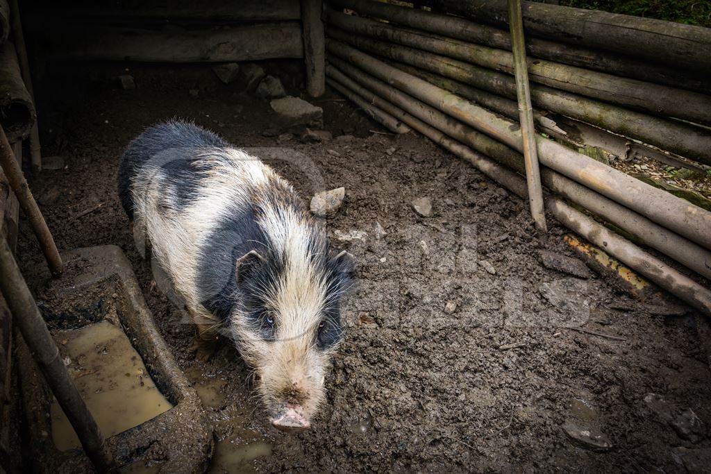 Solitary farmed Indian pig kept in muddy wooden pigpen on a rural pig farm in Nagaland, Northeast India, 2018