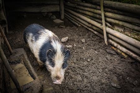 Solitary farmed Indian pig kept in muddy wooden pigpen on a rural pig farm in Nagaland, Northeast India, 2018