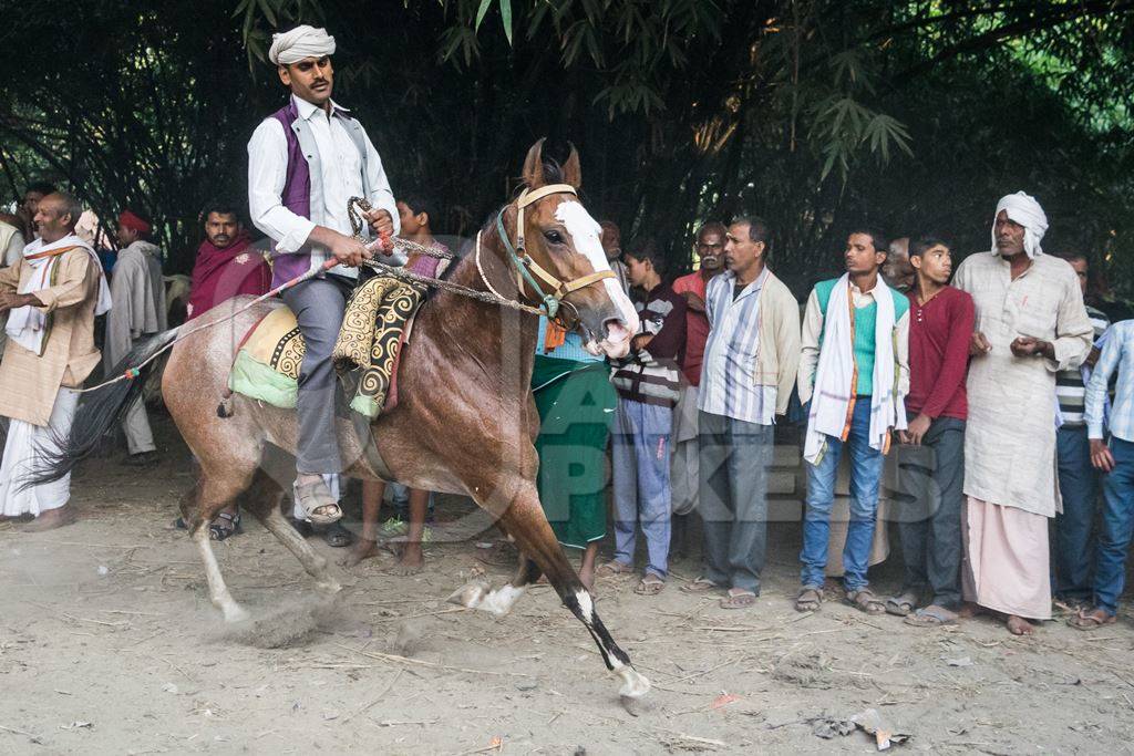 Man riding brown and white horse in a horse race at Sonepur cattle fair with spectators watching