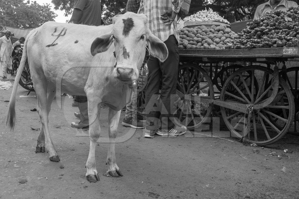 Indian street cow or bullock calf walking in the road in small town in Rajasthan in India in black and white