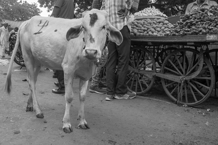 Indian street cow or bullock calf walking in the road in small town in Rajasthan in India in black and white