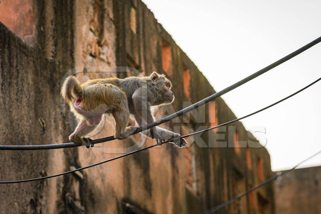 Indian macaque monkey balancing on cables in the urban city of Jaipur, Rajasthan, India, 2022