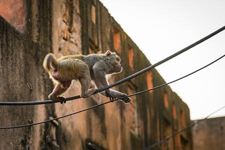 Indian macaque monkey balancing on cables in the urban city of Jaipur, Rajasthan, India, 2022