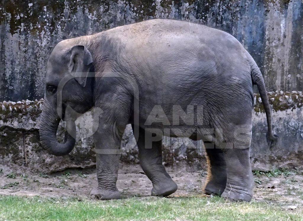 Elephant in captivity in enclosure at Kolkata zoo