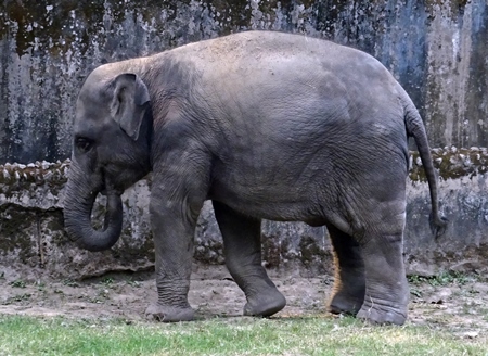 Elephant in captivity in enclosure at Kolkata zoo