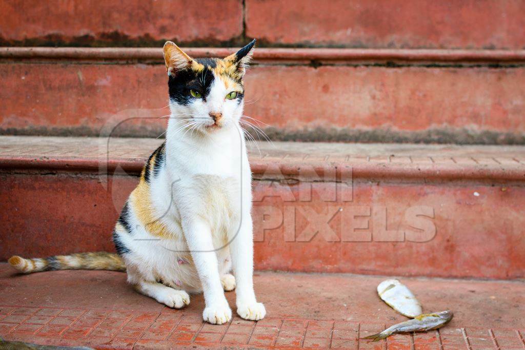 Indian street cat or stray cat on the steps, Malvan, India, 2023