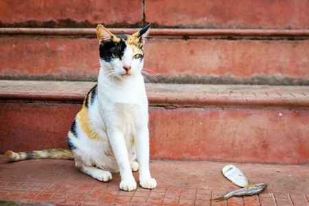 Indian street cat or stray cat on the steps, Malvan, India, 2023