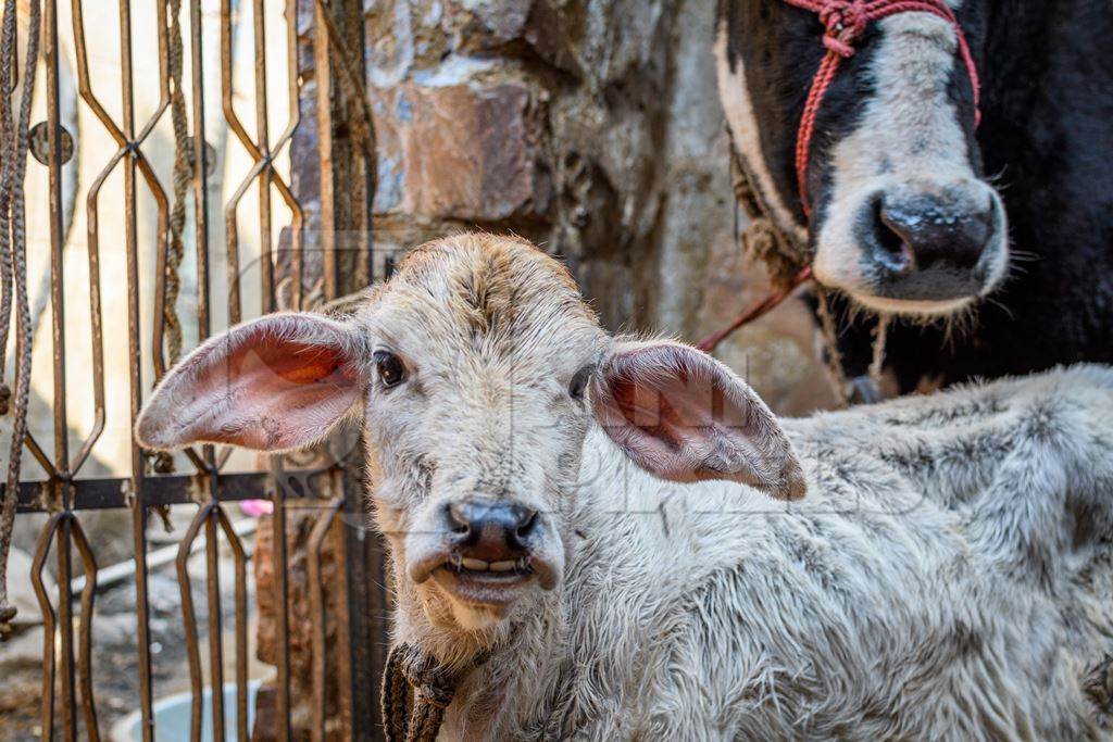 Indian dairy cow and calf in a small urban dairy farm or tabela, in the city of Jodhpur, India, 2022