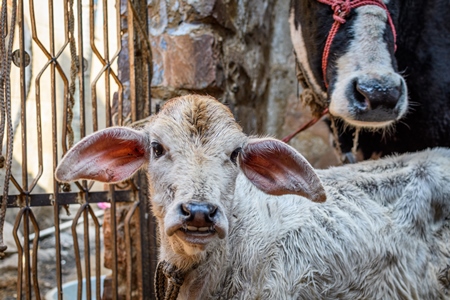 Indian dairy cow and calf in a small urban dairy farm or tabela, in the city of Jodhpur, India, 2022