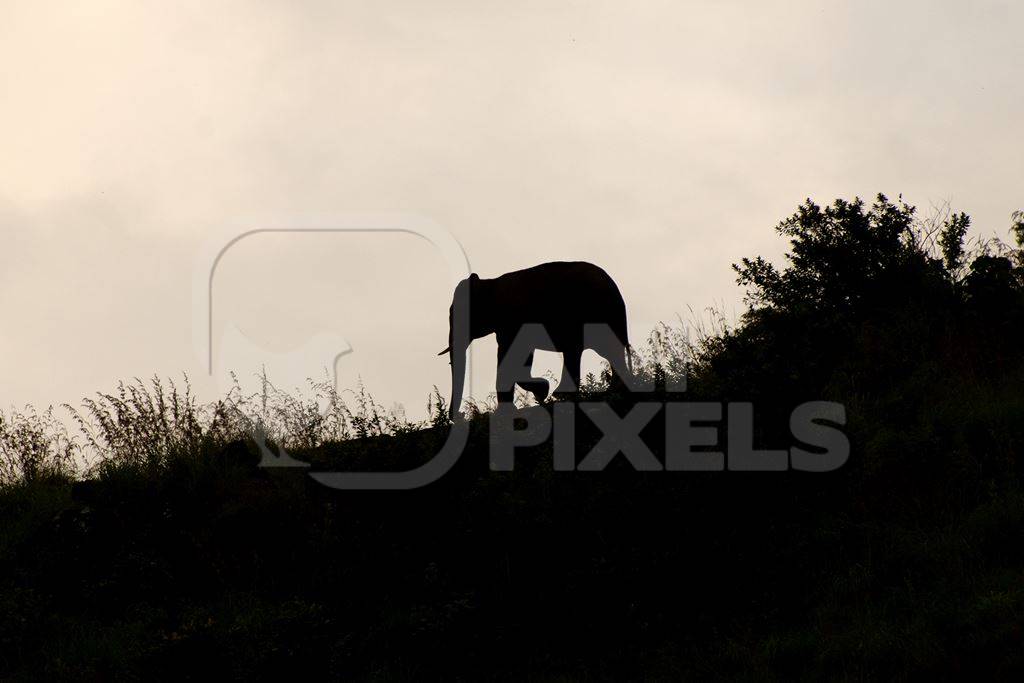Silhouette of Indian elephant at sunset or sunrise