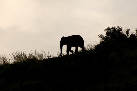 Silhouette of Indian elephant at sunset or sunrise