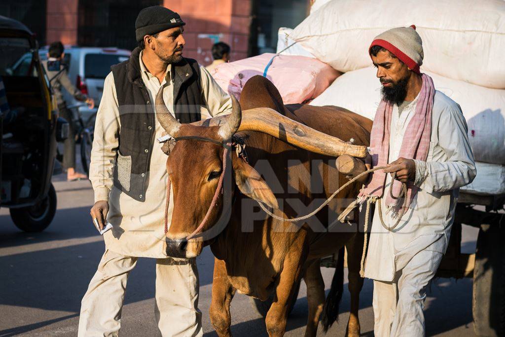 Bullock pulling cart on city street with traffic with men