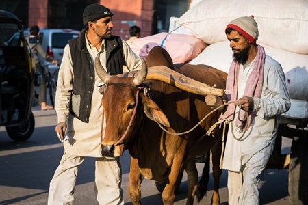 Bullock pulling cart on city street with traffic with men