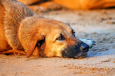 Street dog lying on a beach in orange light