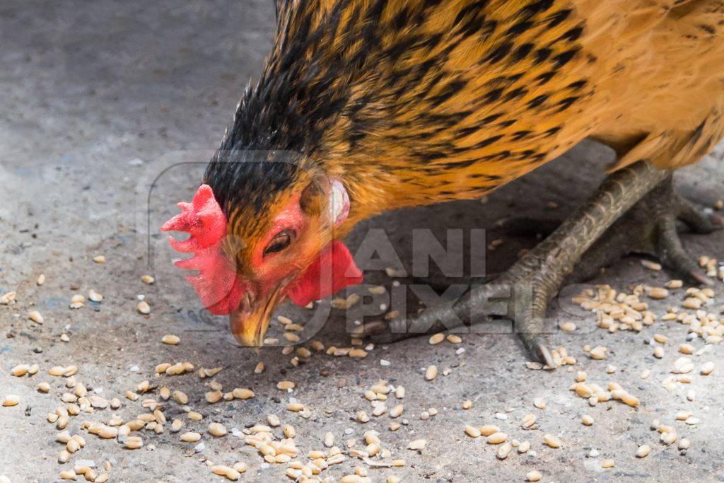 Free range chicken eating grain in the street in the city of Mumbai in India