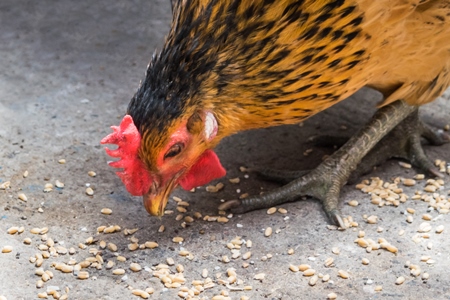 Free range chicken eating grain in the street in the city of Mumbai in India