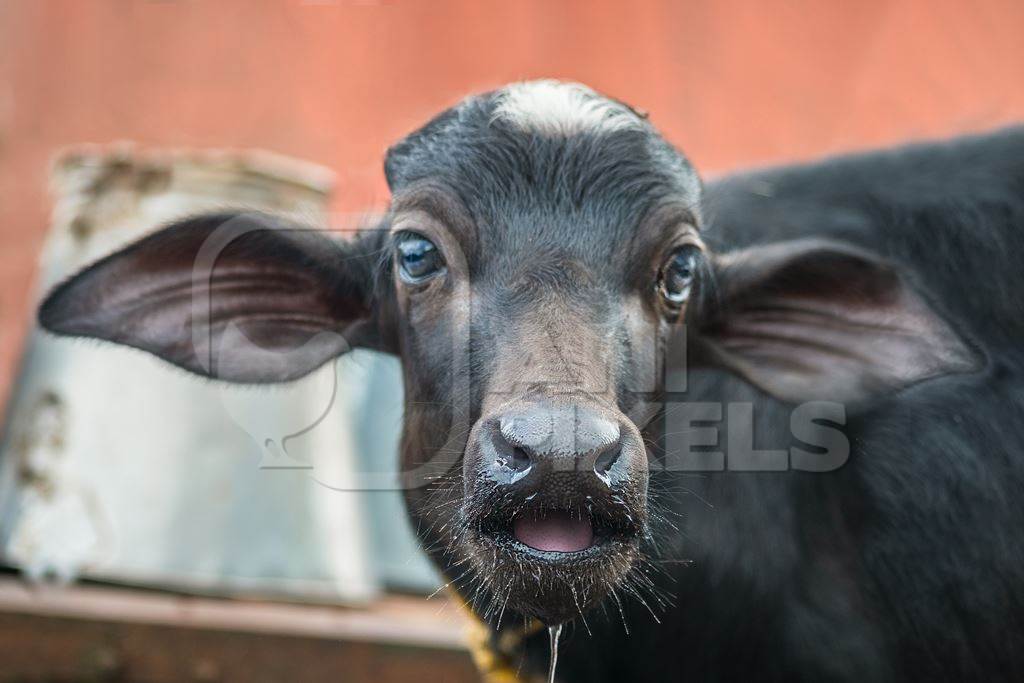 Small buffalo calf on urban dairy farm with milk pails in the background