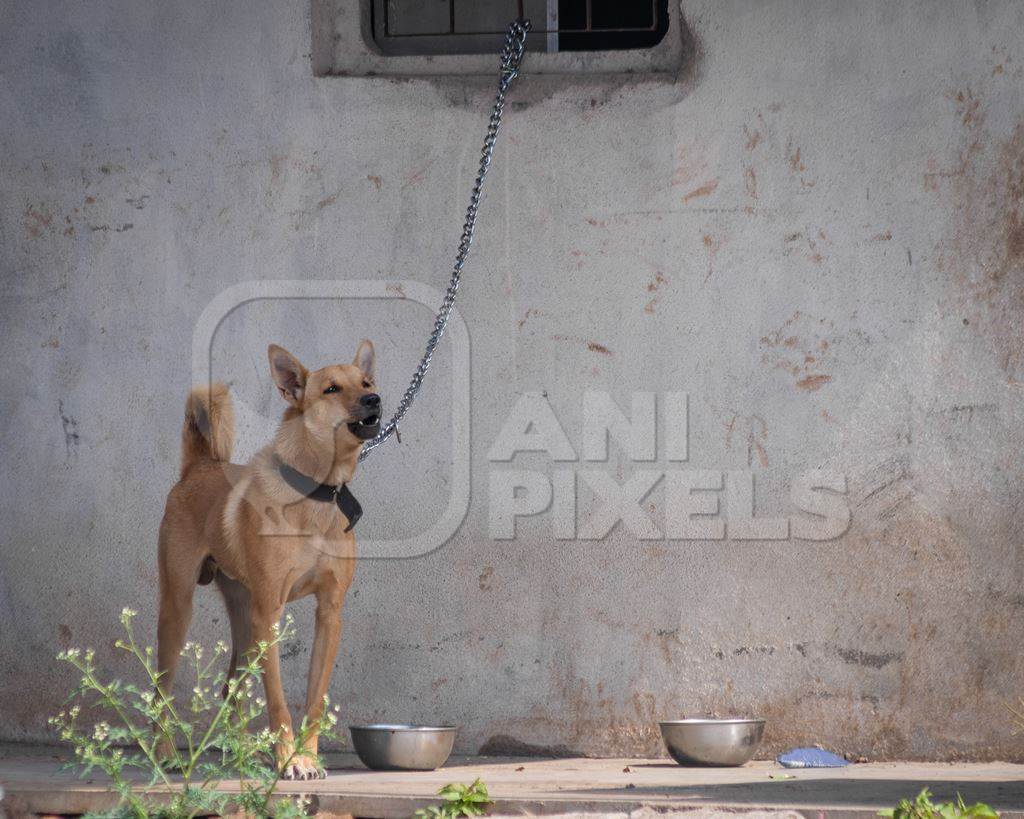 Chained Indian dog on short chain kept as a pet or guard dog outside a house in Maharashtra, India, 2020