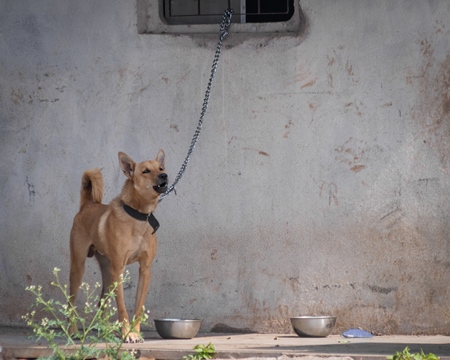 Chained Indian dog on short chain kept as a pet or guard dog outside a house in Maharashtra, India, 2020