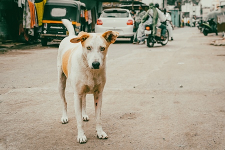 Indian street dog or stray pariah dog in Pune, India, 2021